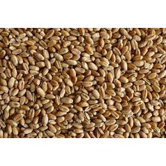 Krmná pšenice (pytel 50 kg) / nelze odeslat poštou